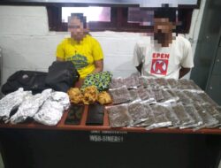 Polres Mimika| Suami Istri Diduga Pelaku Penyalahgunaan Narkotika Jenis Ganja.