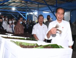 Presiden Jokowi Tinjau Unit Pengolahan Ikan dan Budidaya Rumput Laut di Kota Tual.