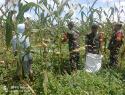 BABINSA KORAMIL 1710-02/TIMIKA| BANTU PETANI MERAWAT LAHAN JAGUNG DI WILAYAH BINAAN