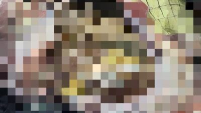 Sempat Hilang,Ibu Hamil Ditemukan Warga Tewas Diterkam Buaya.