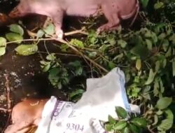 Warga SP.6 Timika Kaget Dua Bangkai Ternak Babi Dibuang Ke Sungai