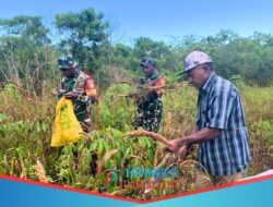 Dukung Ketahanan Pangan Lokal, Babinsa Koramil Numfor Dampingi Petani Panen Pokem di Indaibo