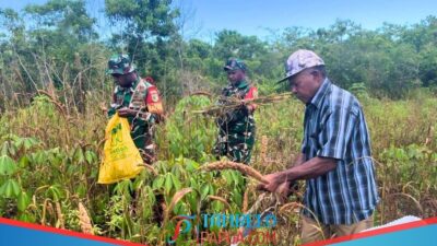 Dukung Ketahanan Pangan Lokal, Babinsa Koramil Numfor Dampingi Petani Panen Pokem di Indaibo