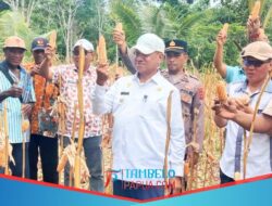 Kawal Ketahanan Pangan, Bupati Biak Numfor Panen Perdana Jagung dan Janji Dukungan Berkelanjutan