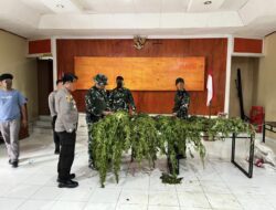 TNI Polri Temukan Ladang Ganja Saat Patroli Taktis di Pegunungan Bintang